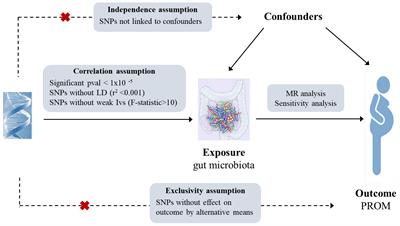 Causal associations between gut microbiota and premature rupture of membranes: a two-sample Mendelian randomization study